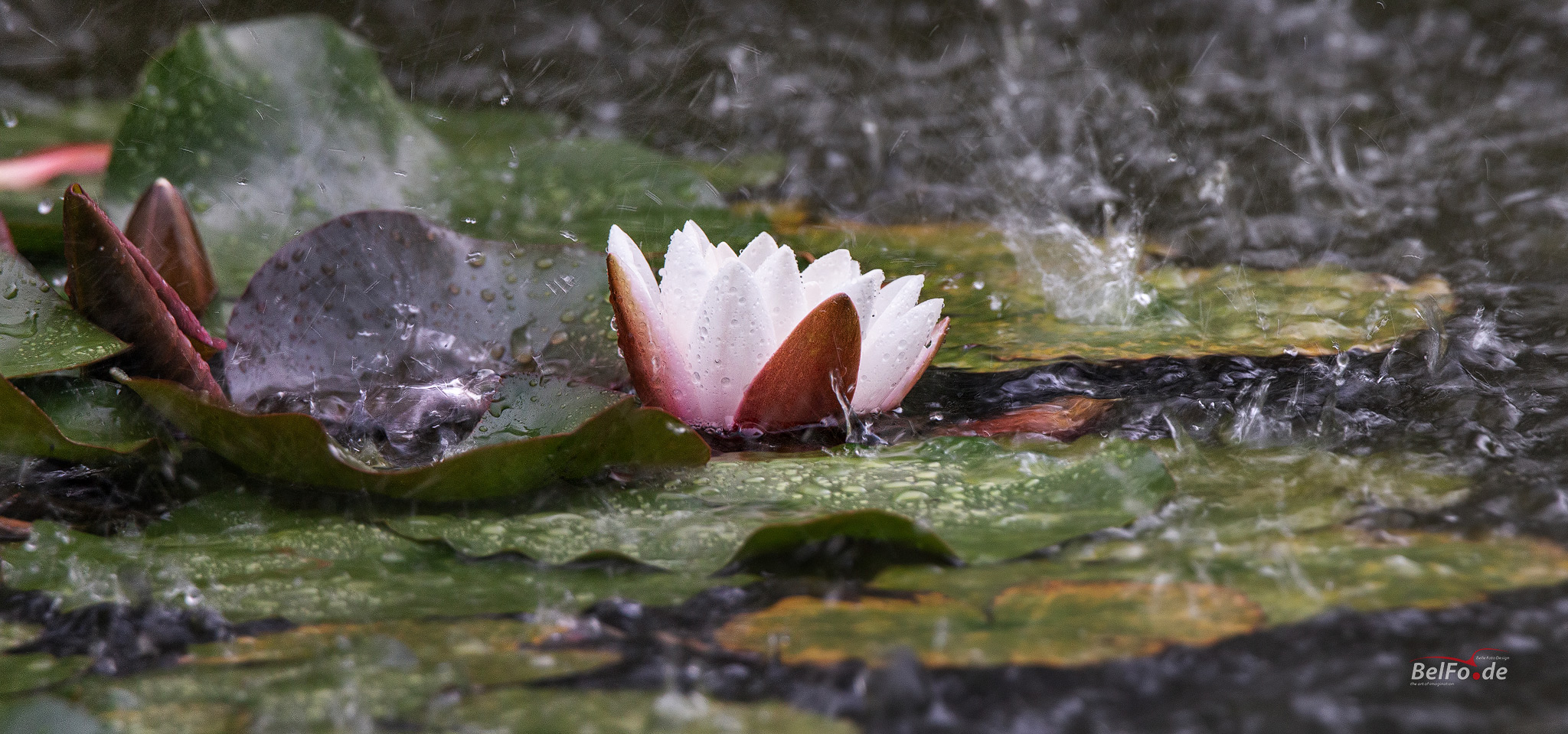 pan_3_774_EOS70__MG_3529