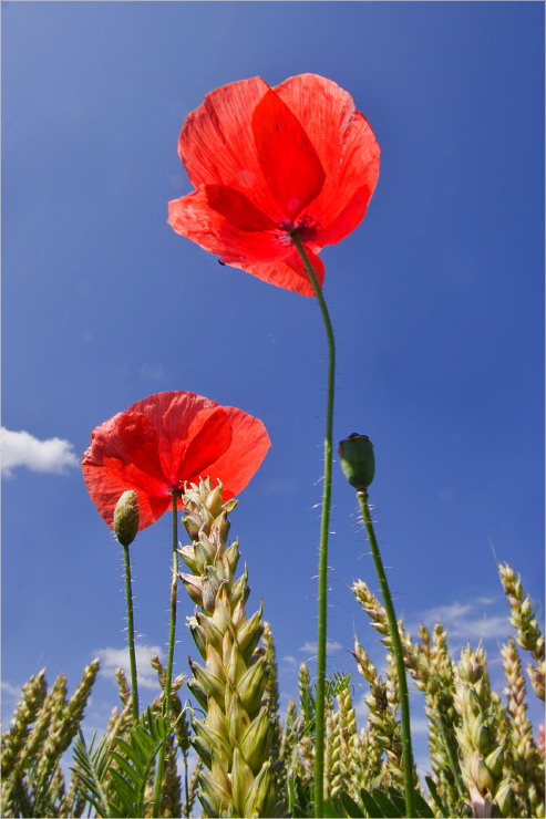 2 686 60DII MG 7014web